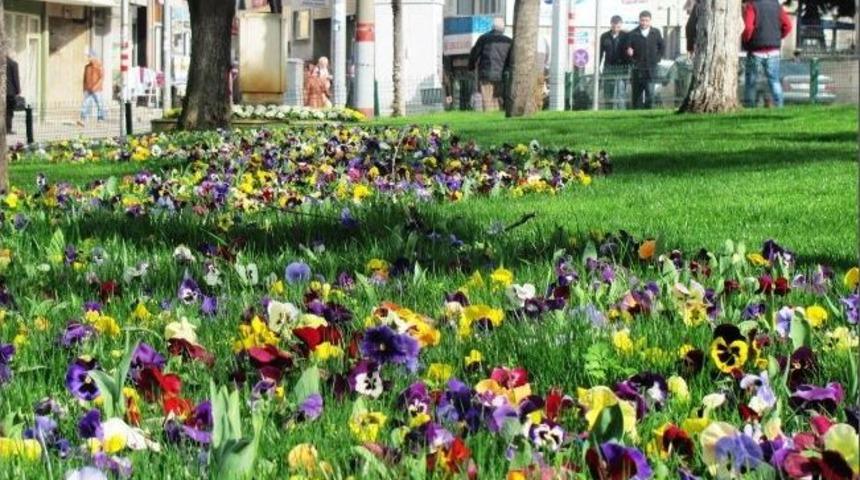 Trabzon&rsquo;da Erken Bahar &Ccedil;i&ccedil;ek A&ccedil;tırdı