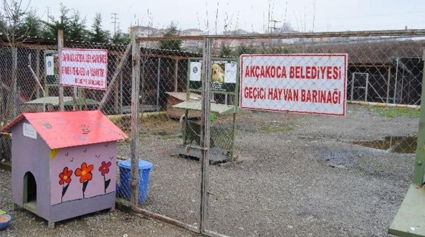 Belediye Veterineri Yılmaz &ldquo;kesinlikle K&ouml;pek &Ouml;ld&uuml;rm&uuml;yoruz&rdquo;