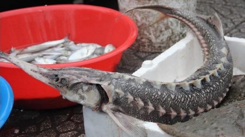 Karadeniz&rsquo;de Mersin Balığı Ağlara Takıldı
