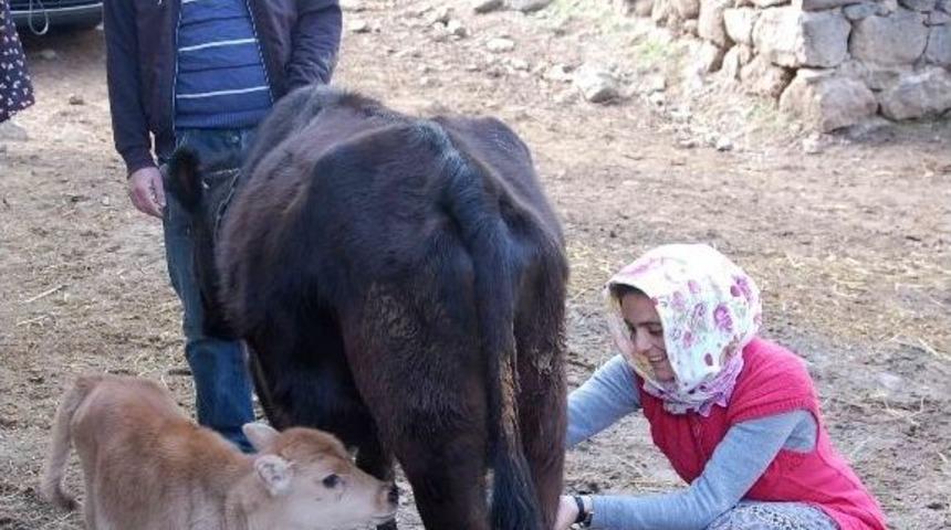 Dar Gelirli Ailelere S&uuml;t İneği Desteği