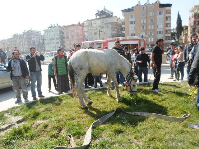 Asi Nehri'ne Düşen At, 1 Saat Süren Operasyonla Kurtarıldı