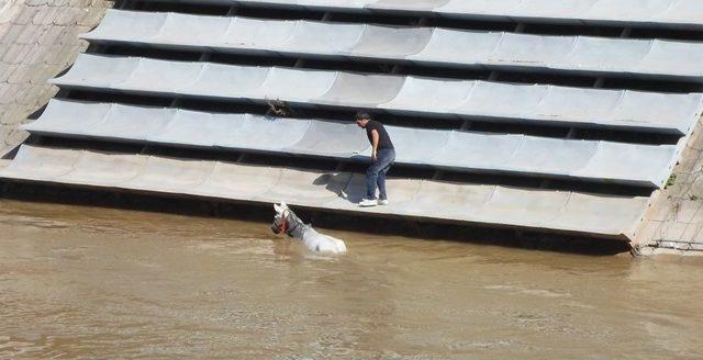 Asi Nehri'ne Düşen At, 1 Saat Süren Operasyonla Kurtarıldı