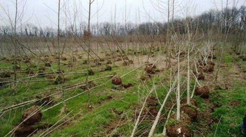 Fidan S&ouml;k&uuml;m Ve Nakil &Ccedil;alışmaları S&uuml;r&uuml;yor