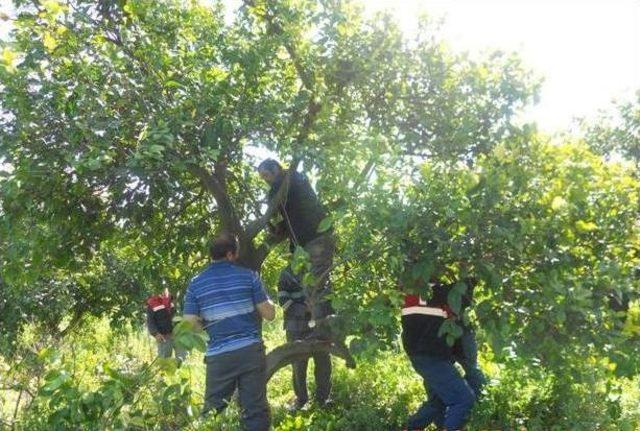 Dalaman’da Narenciyede Budama Eğitimi