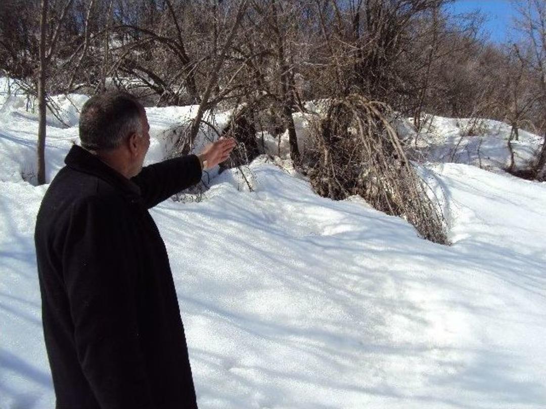 Kar Meyve Ağa&ccedil;larına Zarar Verdi