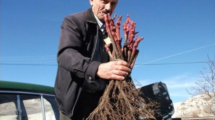 Nevşehir&rsquo;de &Ccedil;ift&ccedil;ilere &Uuml;z&uuml;m Fidanı Dağıtıldı