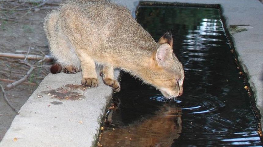 Adana'da Nesli T&uuml;kenmekte Olan 71 Saz Kedisinin Varlığı Belirlendi