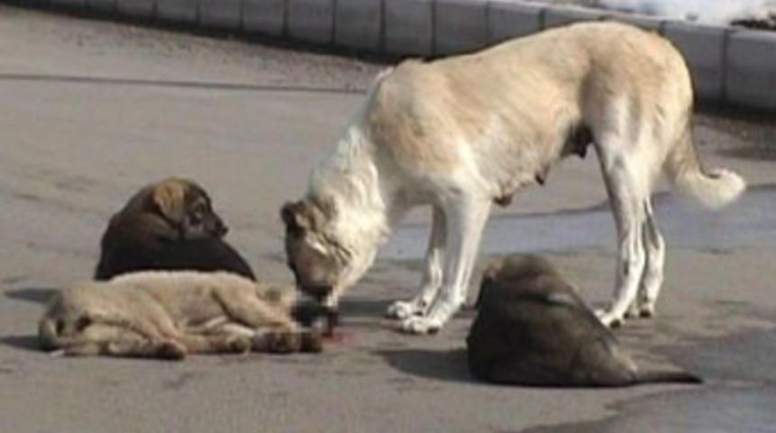 Karayolunda ağlatan g&ouml;r&uuml;nt&uuml;