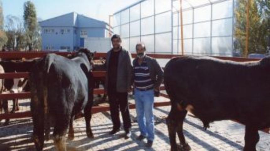 Pasinler’de Hayvan Pazarı İki Gün Kurulacak