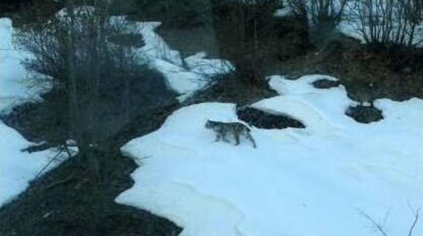 P&uuml;l&uuml;m&uuml;r Vadisi'nde 2 Vaşak G&ouml;r&uuml;nt&uuml;lendi
