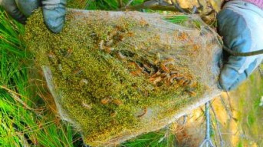 Osmancık'ta &ccedil;am ormanları elden gidiyor mu?