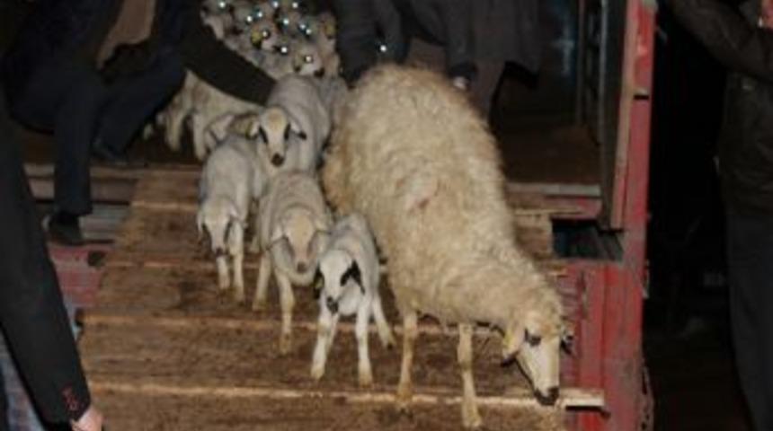 Afyonkarahisar&rsquo;da Koyun Meselesi &Ccedil;&ouml;z&uuml;ld&uuml;