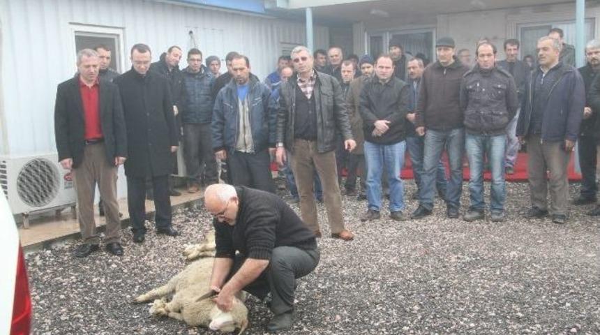 Mesaiye Kurban Keserek Başladılar