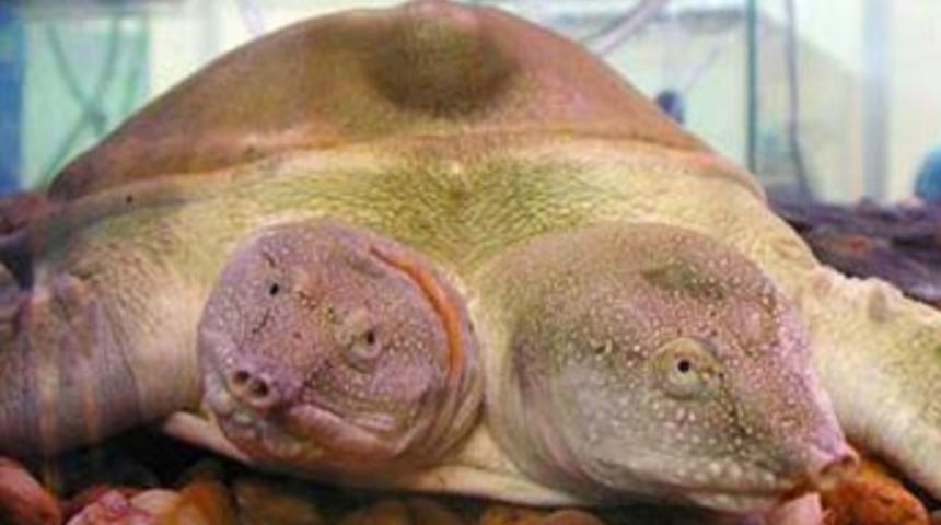 Bu hayvanlar ne garip