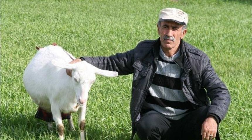 Haber Olan Ke&ccedil;iler &Ccedil;alındı