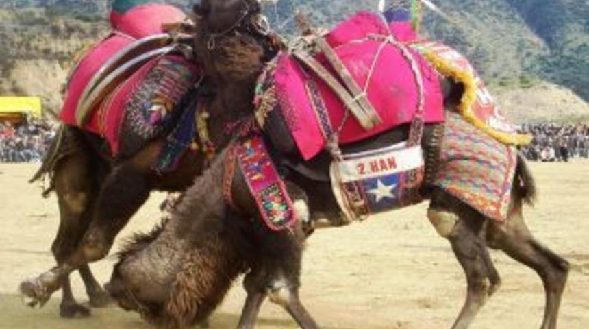 Kuşadası&rsquo;nda Develer Arenaya Gecikmeli &Ccedil;ıkacak