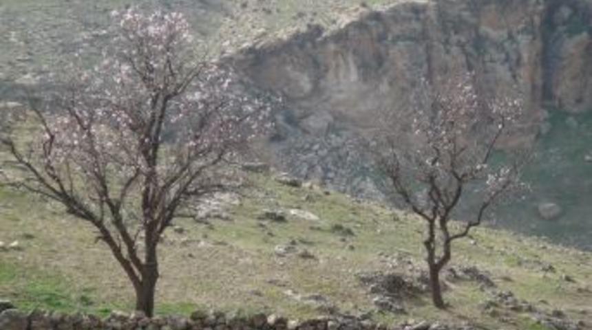 &Ccedil;i&ccedil;ek A&ccedil;an Bademler Baharı M&uuml;jdeledi