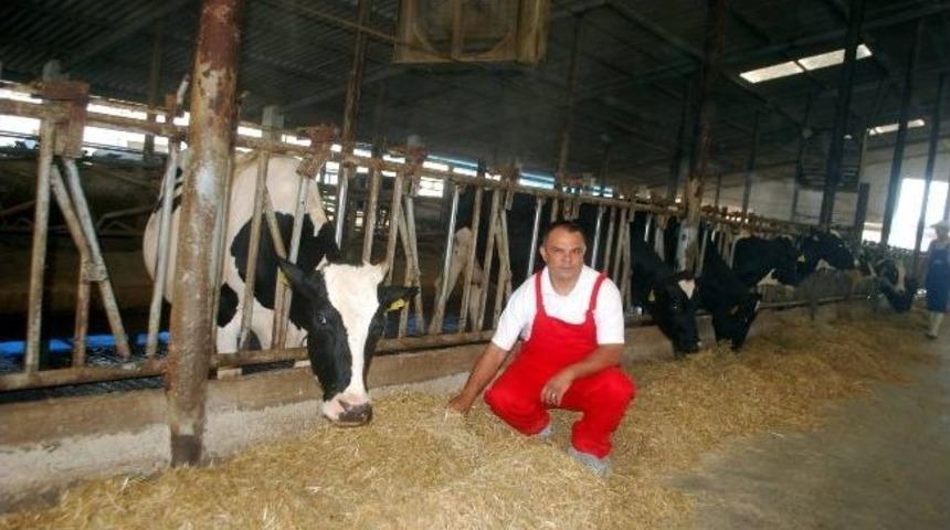 Hayvanlarda Zorunlu Re&ccedil;ete D&ouml;nemi Başladı