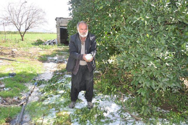 Kozan’da Etkili Olan Dolu Ekili Alanlara Zarara Yolaçtı