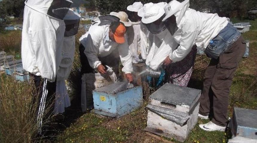 Alanya'da İşsizliğe Ballı Destek