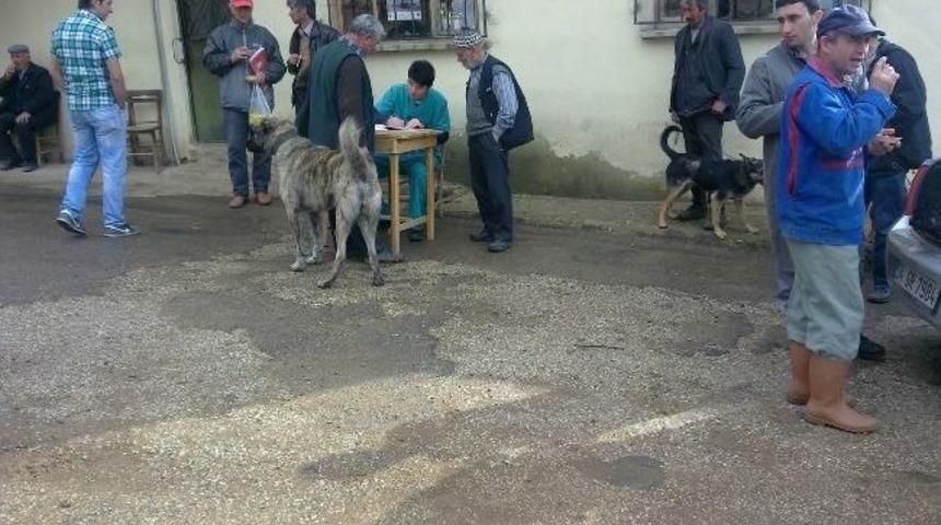 K&ouml;ylerdeki K&ouml;peklere Kuduz Aşısı