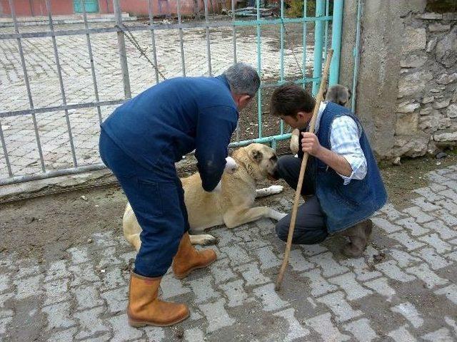 Köylerdeki Köpeklere Kuduz Aşısı