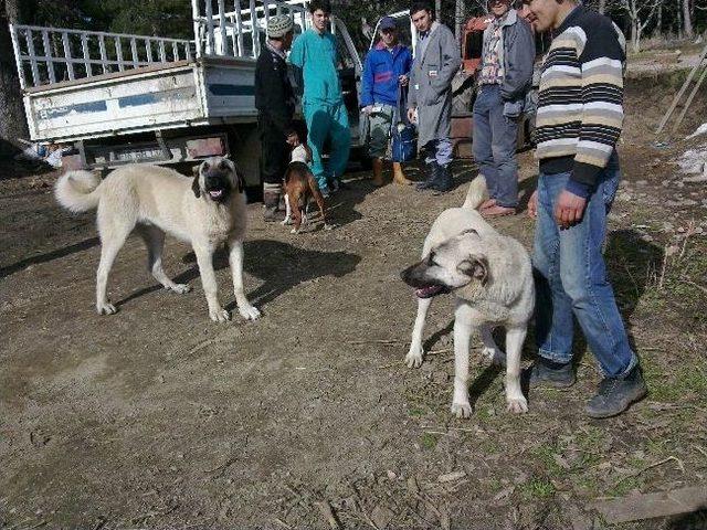 Köylerdeki Köpeklere Kuduz Aşısı