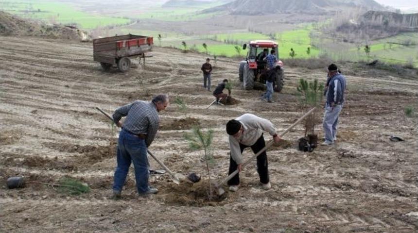Smancık Belediyesi'nden Ağa&ccedil;landırma &Ccedil;alışmaları