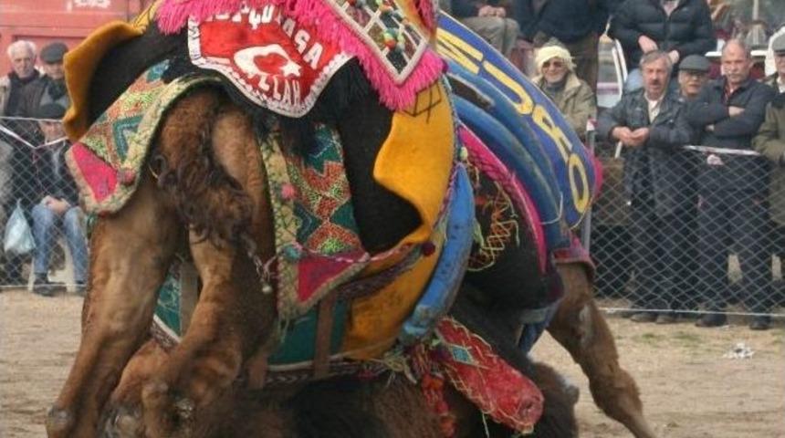 Altınova, Deve G&uuml;reşleri Ş&ouml;lenine Hazırlanıyor