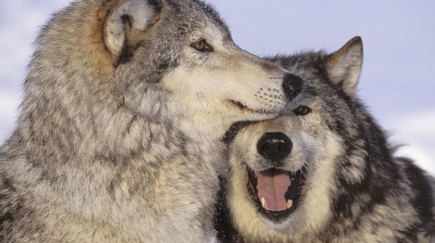 Kaçak Avlananlara 12,5 Milyon TL Ceza Kesildi