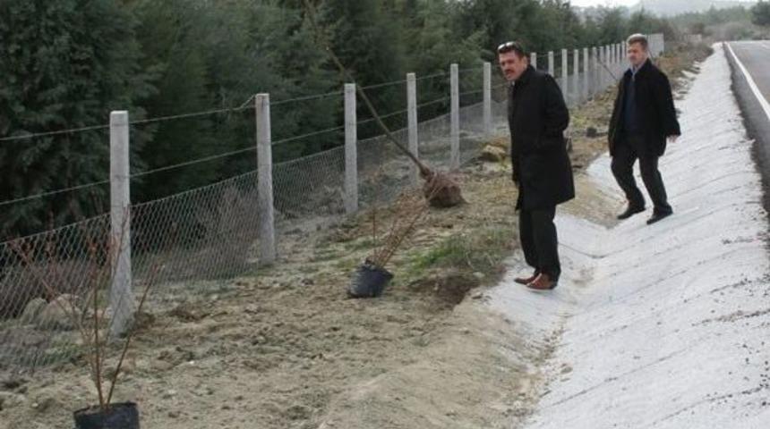 Gelibolu Milli Parkı Ağa&ccedil;landırılıyor