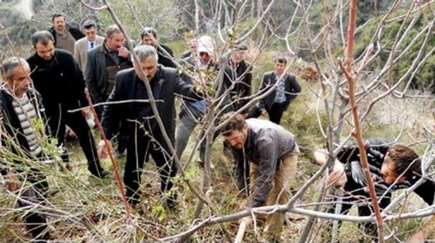 Sultansihar&rsquo;da Menenge&ccedil;ler Antepfıstığına D&ouml;n&uuml;ş&uuml;yor