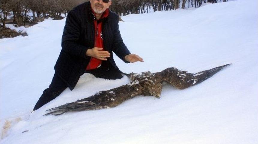 Hakkari&rsquo;de &Ouml;ld&uuml;r&uuml;lm&uuml;ş Roma Kartalı Bulundu