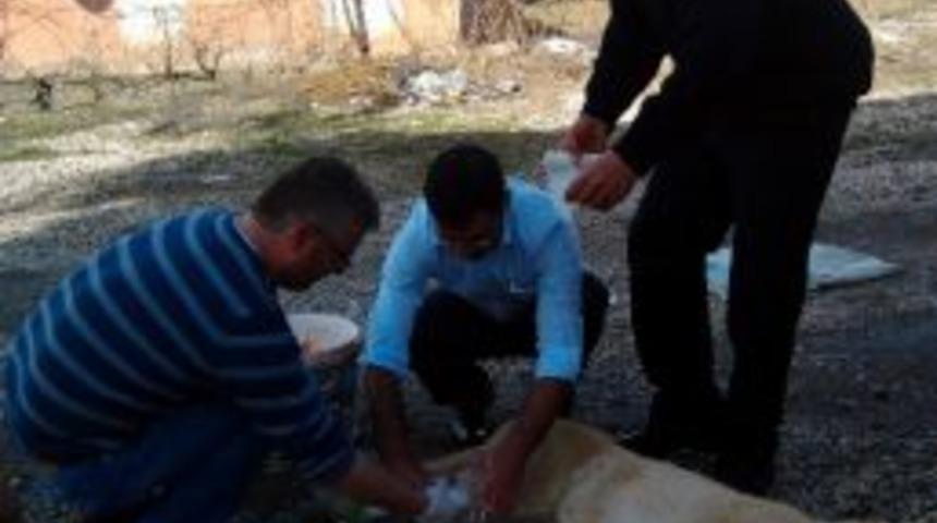 Polis, Yaralı K&ouml;peğe Sahip &Ccedil;ıktı