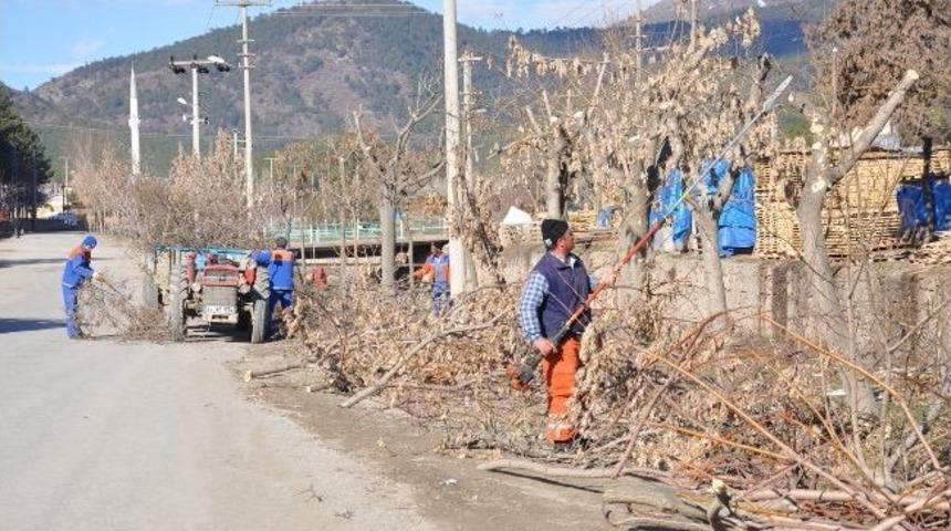 Tosya Bahara Hazırlanıyor