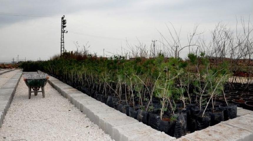 Belediyeden Mevsimlik &Ccedil;i&ccedil;ek Ve Sera Hizmeti