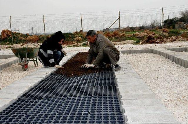 Belediyeden Mevsimlik Çiçek Ve Sera Hizmeti