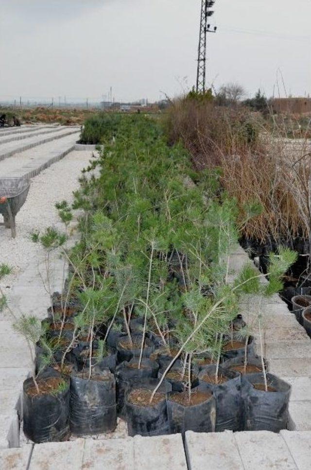 Belediyeden Mevsimlik Çiçek Ve Sera Hizmeti