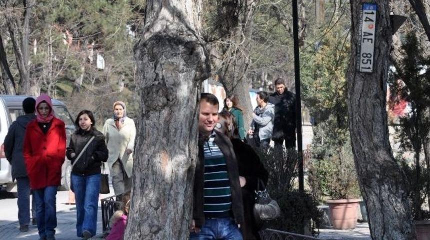 Ağaca Takılan Plakaya Kimse Dokunmuyor