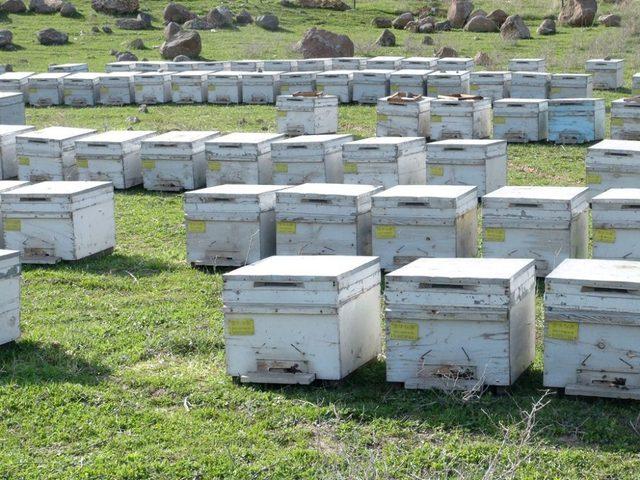 Arıcılar, Cizre’yi Tercih Ediyor