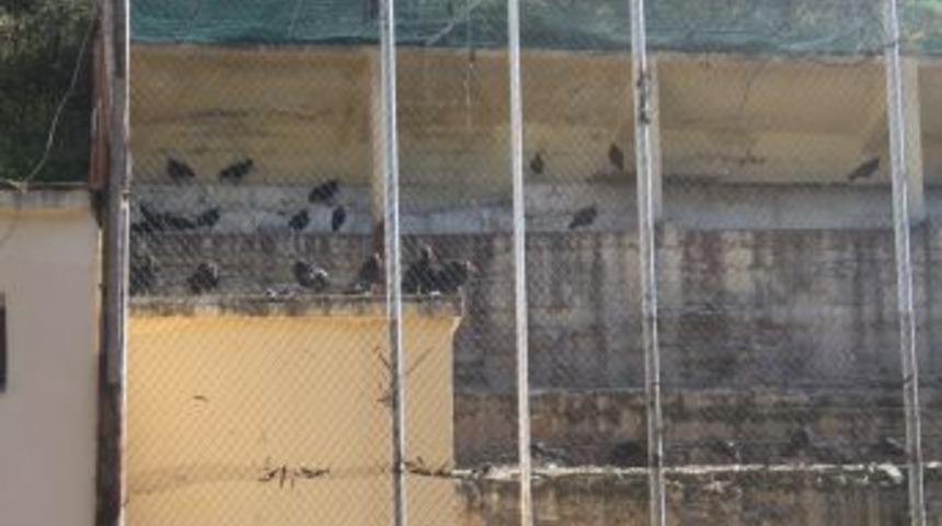 152 Kelaynak Kuşu Doğaya Kanat &Ccedil;ırptı