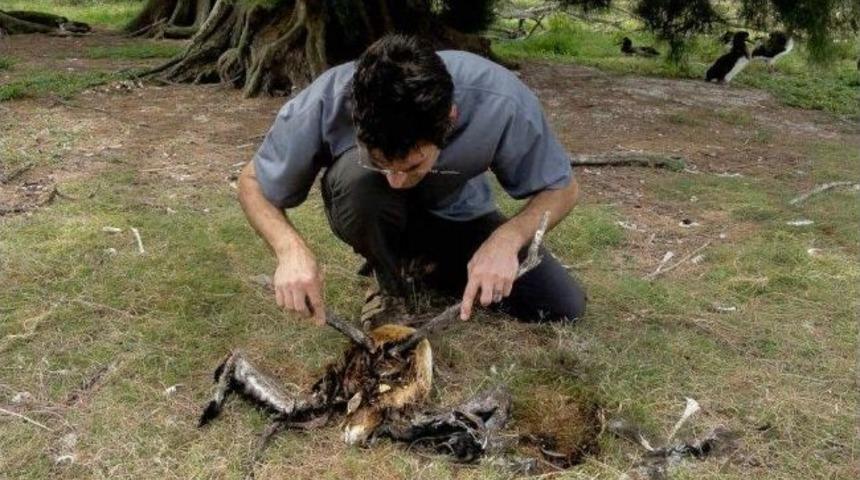 Kuşların Neslini T&uuml;ketecek Plastik Tehlike