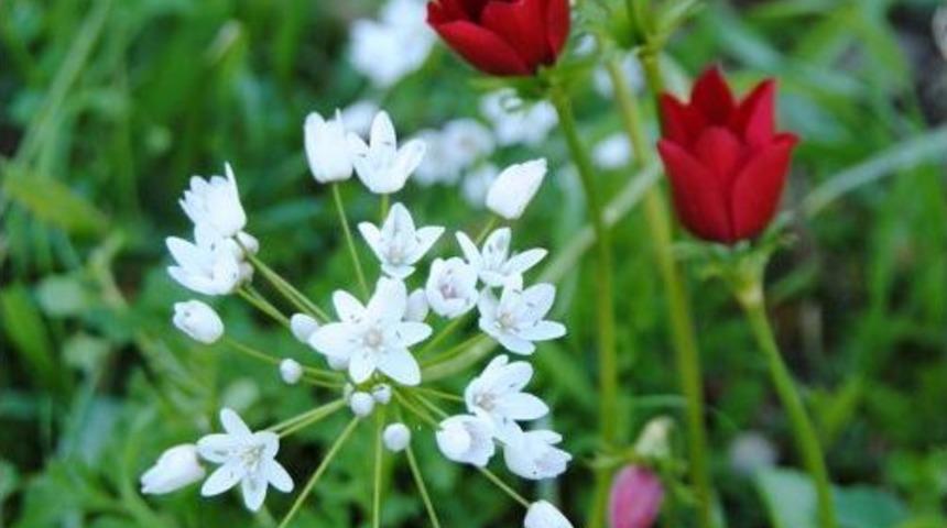 Side'ye Erken Gelen Bahar, Doğa Ve Eko Turlarını Artırdı