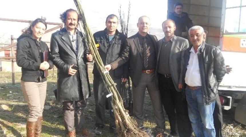 Ekin&ouml;z&uuml; &Ccedil;ift&ccedil;isine Ceviz Fidanı Dağıtıldı