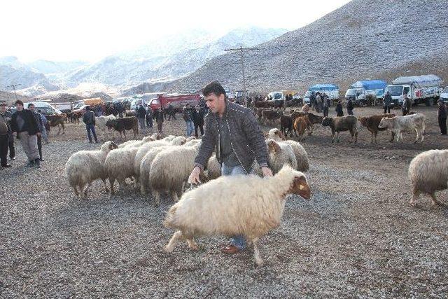 Hayvanlar Meraya Çıktı Besici Nefes Aldı