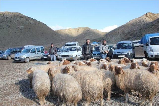 Hayvanlar Meraya Çıktı Besici Nefes Aldı