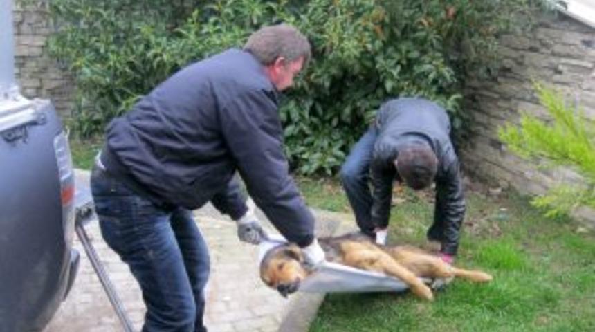 İzmit Belediye Zabıtası, Yaralı K&ouml;pekleri Sedyeyle Taşıyor