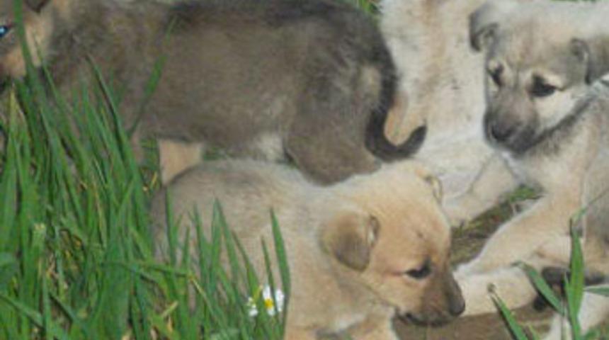 Yavruları başından ayrılmadı!