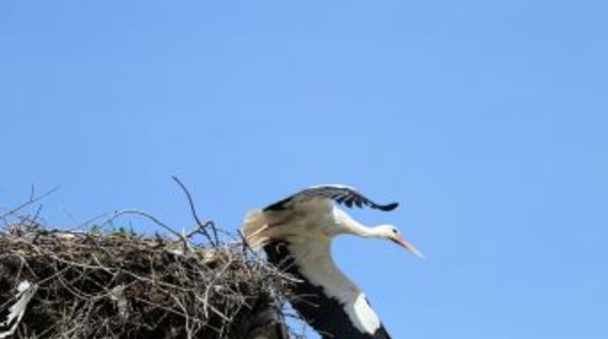 Baharın M&uuml;jdecisi Leylekler Gelmeye Başladı