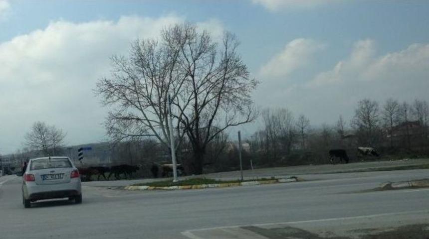 Havaların Isınmasıyla Tehlikede Artmaya Başladı